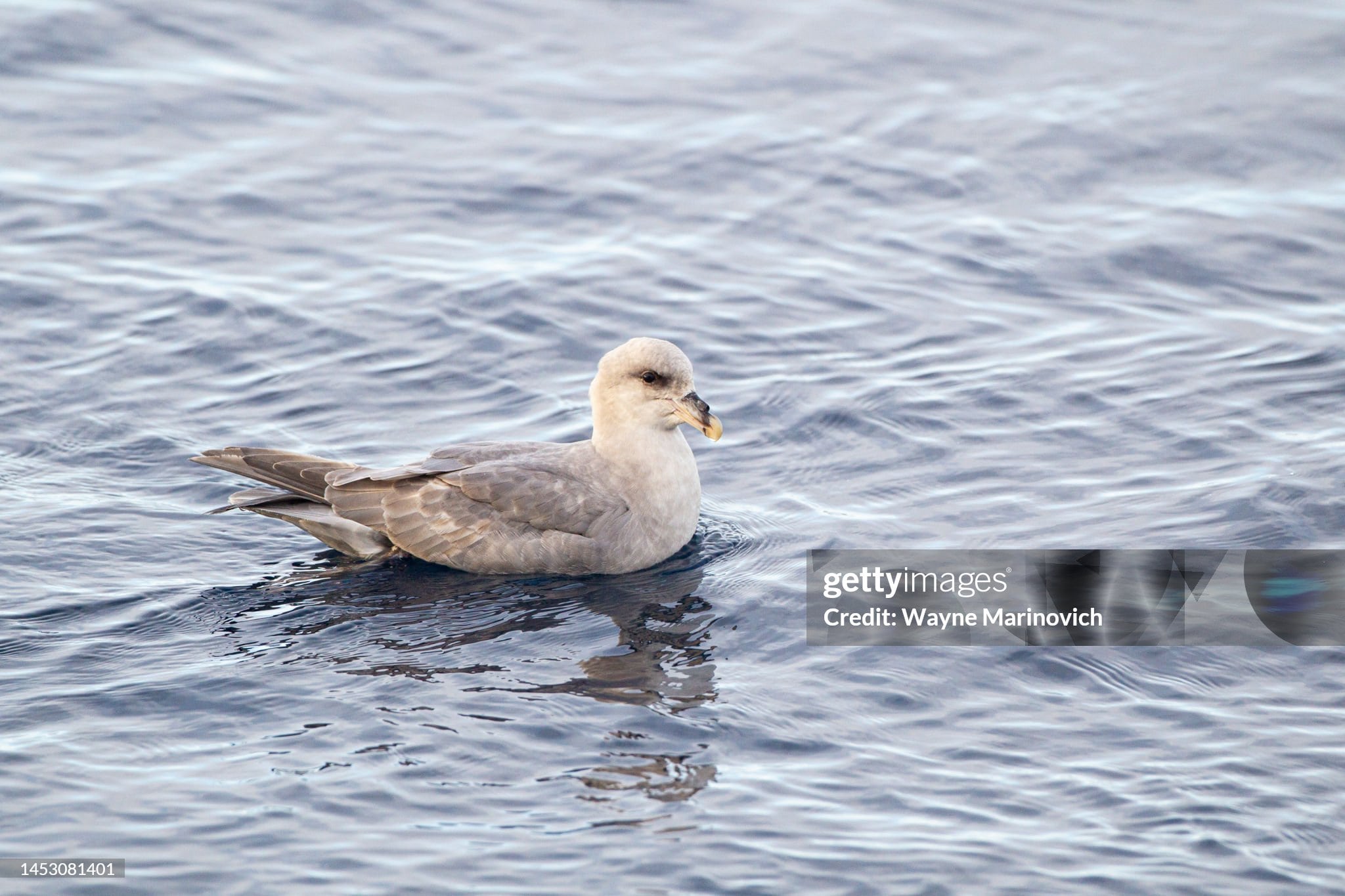 bird-sitting-on-water